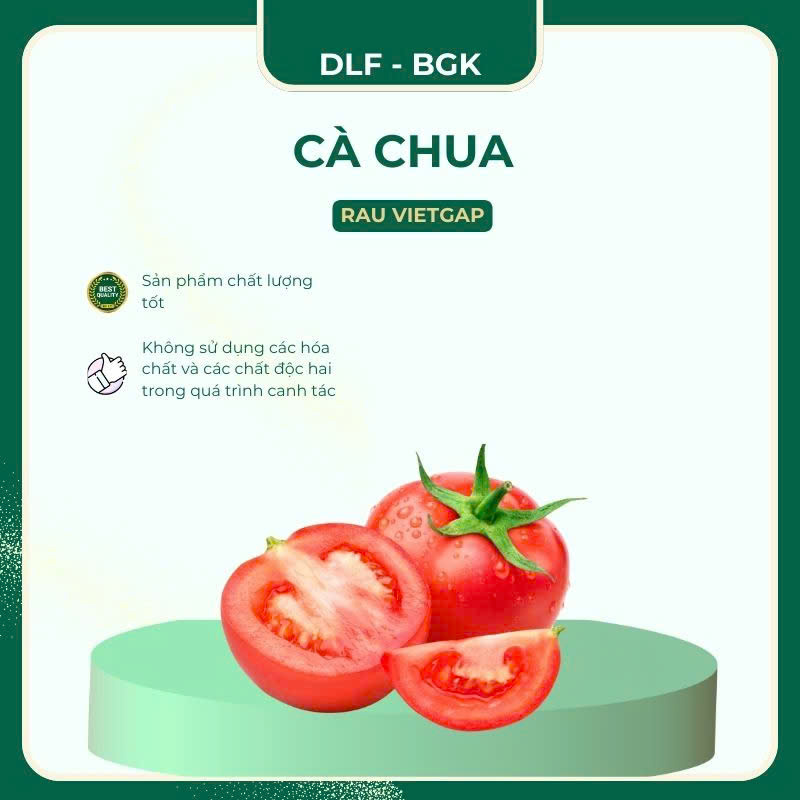 Cà chua