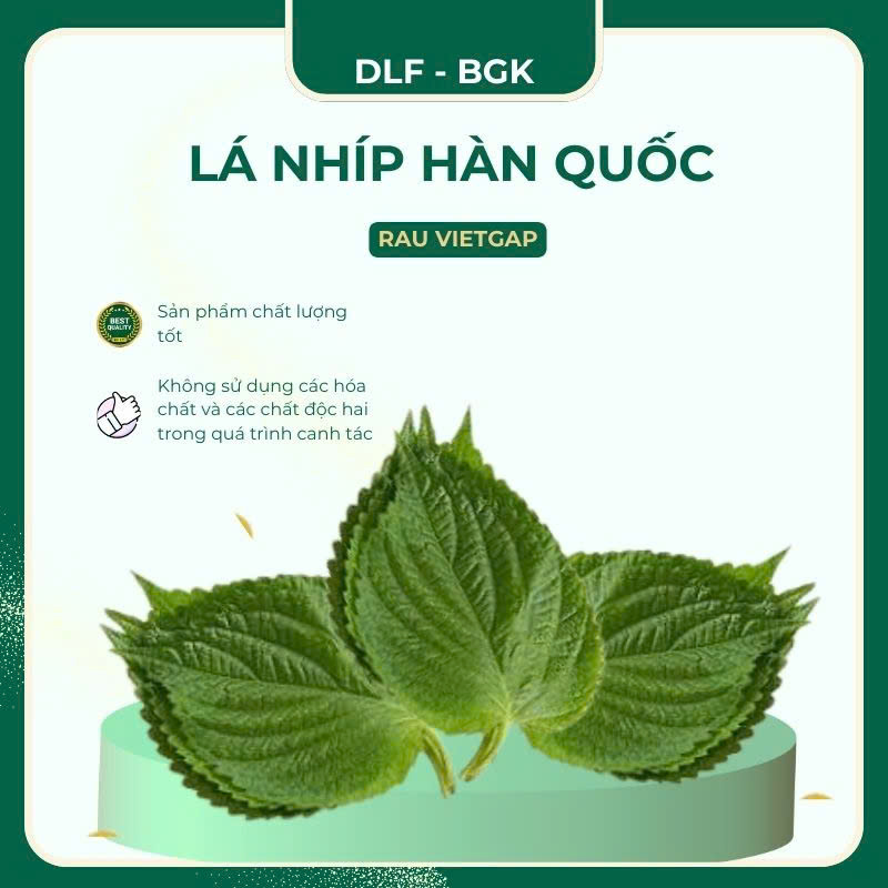 Lá nhíp hàn quốc