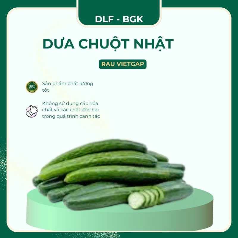 Dưa chuột nhật