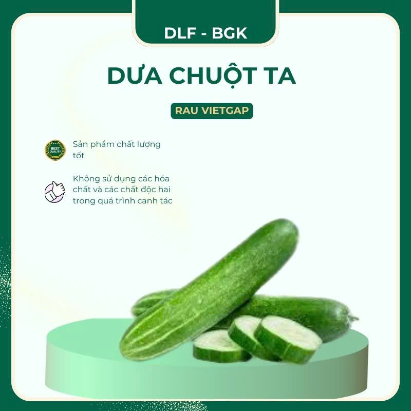 Dưa chuột - VIETGAP