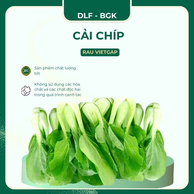 Cải chíp